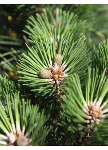PINUS nigra NANA - Pin noir nain