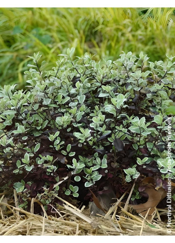 PITTOSPORUM tenuifolium BANNOW BAY® - Pittospore à petites feuilles