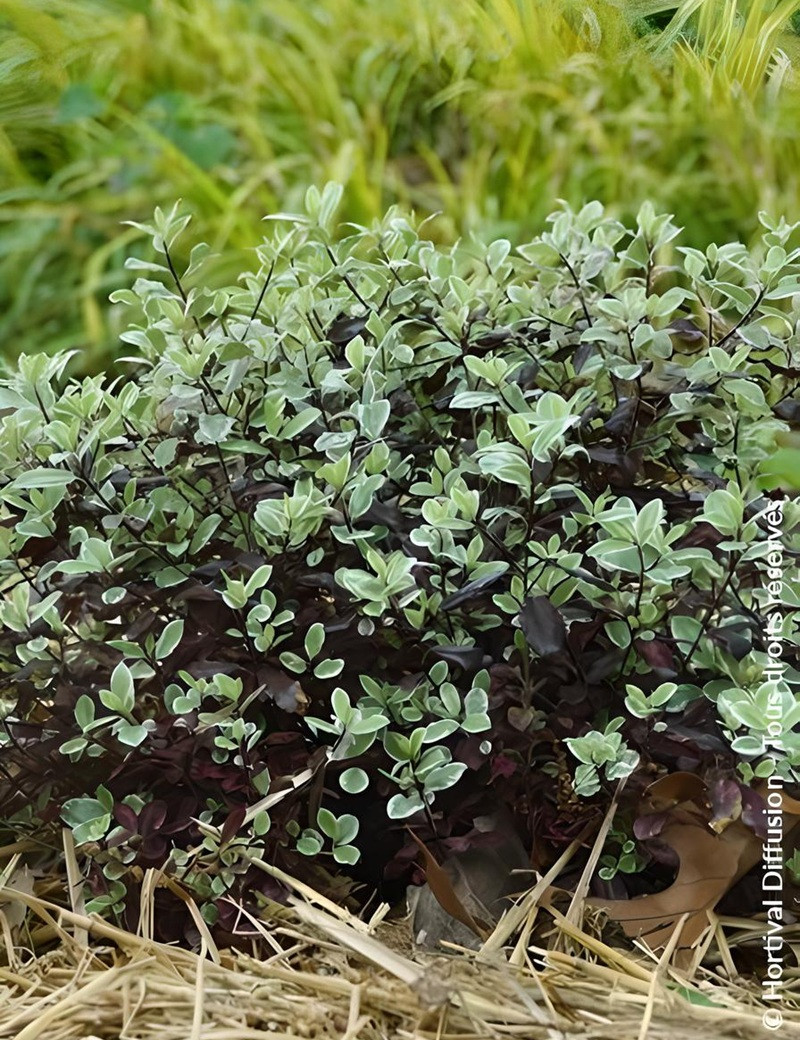 PITTOSPORUM tenuifolium BANNOW BAY® - Pittospore à petites feuilles