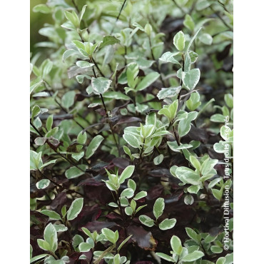 PITTOSPORUM tenuifolium BANNOW BAY® - Pittospore à petites feuilles