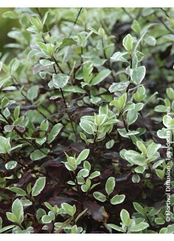 PITTOSPORUM tenuifolium BANNOW BAY® - Pittospore à petites feuilles
