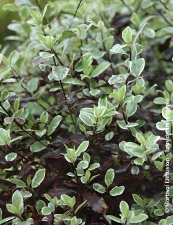 PITTOSPORUM tenuifolium BANNOW BAY® - Pittospore à petites feuilles