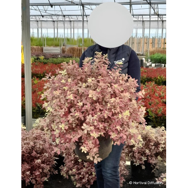PITTOSPORUM tenuifolium BANNOW BAY® - Pittospore à petites feuilles En pot de 15-20 litres buisson extra fort