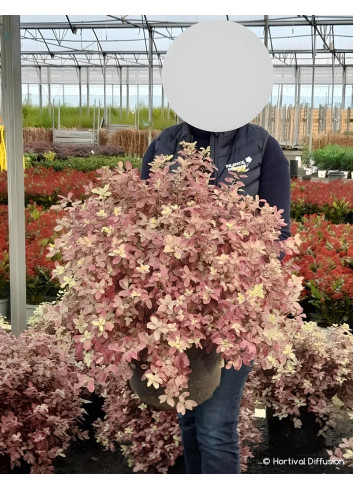 PITTOSPORUM tenuifolium BANNOW BAY® - Pittospore à petites feuilles En pot de 15-20 litres buisson extra fort