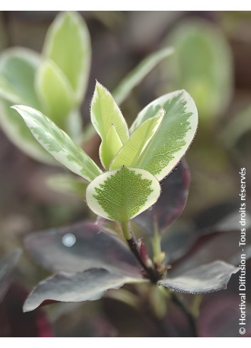 PITTOSPORUM tenuifolium BANNOW BAY® - Pittospore à petites feuilles