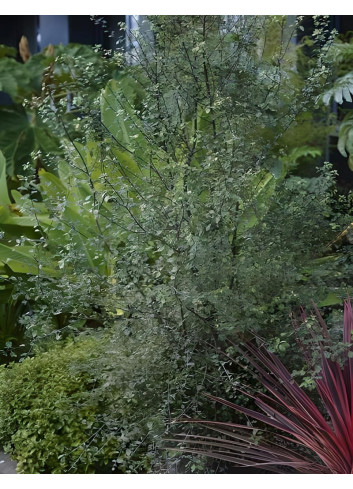 PITTOSPORUM tenuifolium GREEN ELF - Pittospore à petites feuilles