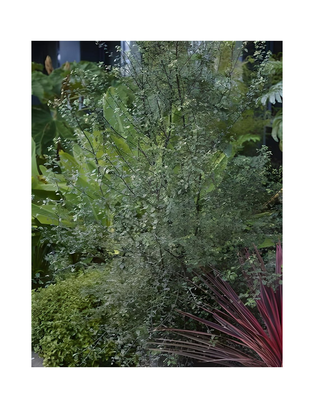 PITTOSPORUM tenuifolium GREEN ELF - Pittospore à petites feuilles