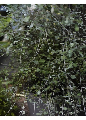 PITTOSPORUM tenuifolium GREEN ELF - Pittospore à petites feuilles
