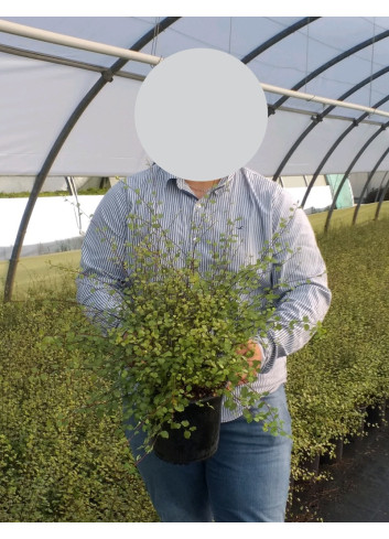 PITTOSPORUM tenuifolium GREEN ELF - Pittospore à petites feuilles En pot de 4-5 litres buisson