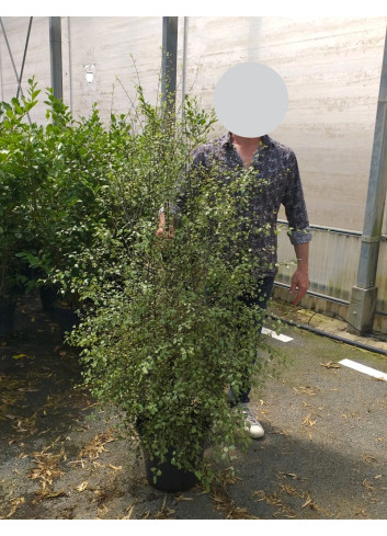 PITTOSPORUM tenuifolium GREEN ELF - Pittospore à petites feuilles En pot de 15-20 litres buisson extra fort