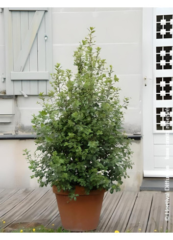 PITTOSPORUM tenuifolium IRISH LUCK® - Pittospore à petites feuilles