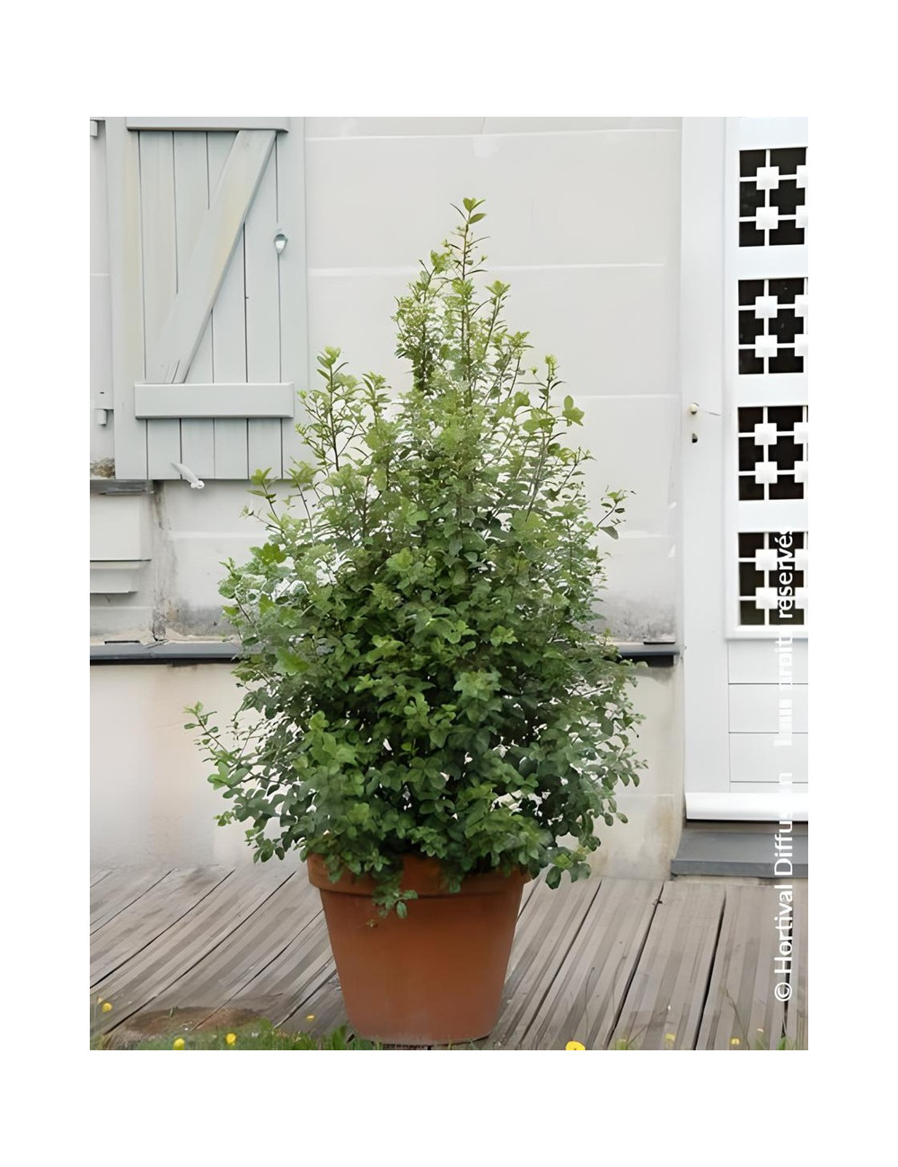 PITTOSPORUM tenuifolium IRISH LUCK® - Pittospore à petites feuilles