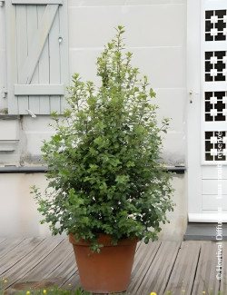 PITTOSPORUM tenuifolium IRISH LUCK® - Pittospore à petites feuilles