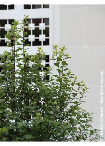 PITTOSPORUM tenuifolium IRISH LUCK® - Pittospore à petites feuilles