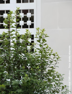 PITTOSPORUM tenuifolium IRISH LUCK® - Pittospore à petites feuilles