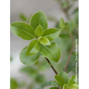 PITTOSPORUM tenuifolium IRISH LUCK® - Pittospore à petites feuilles