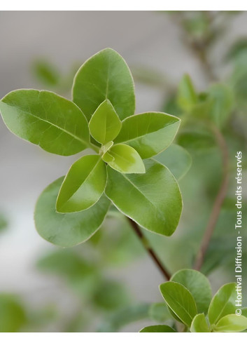 PITTOSPORUM tenuifolium IRISH LUCK® - Pittospore à petites feuilles