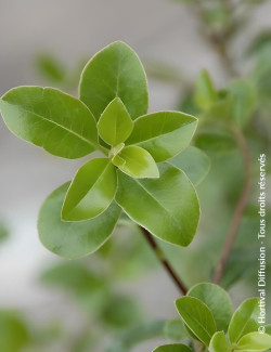 PITTOSPORUM tenuifolium IRISH LUCK® - Pittospore à petites feuilles