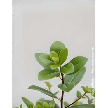 PITTOSPORUM tenuifolium IRISH LUCK® - Pittospore à petites feuilles