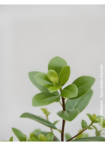 PITTOSPORUM tenuifolium IRISH LUCK® - Pittospore à petites feuilles