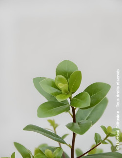 PITTOSPORUM tenuifolium IRISH LUCK® - Pittospore à petites feuilles