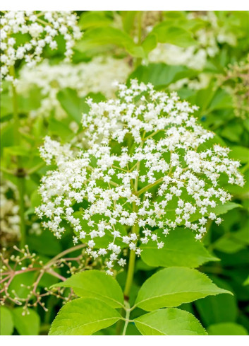 SAMBUCUS nigra HASCHBERG - Sureau noir