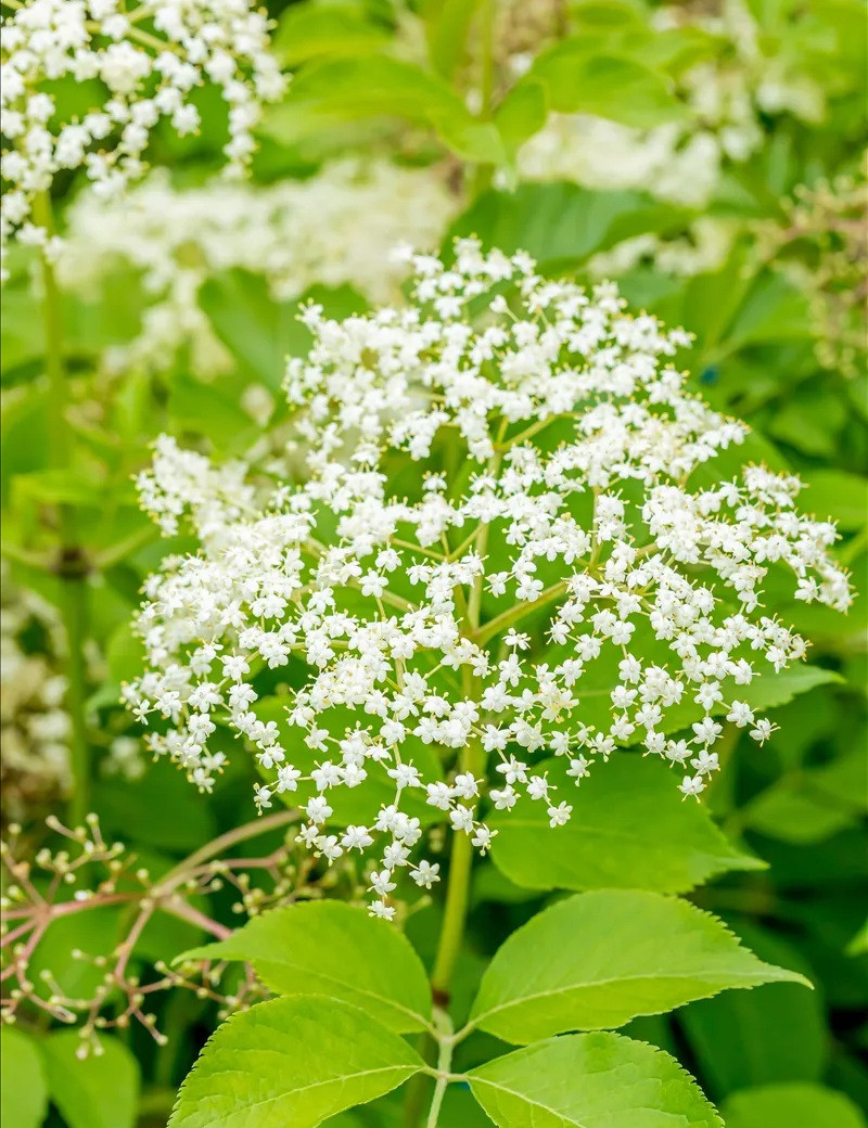 SAMBUCUS nigra HASCHBERG - Sureau noir