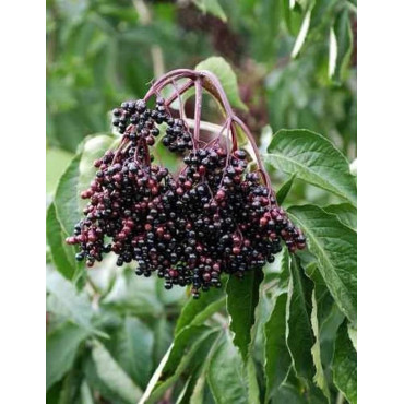 SAMBUCUS nigra HASCHBERG - Sureau noir