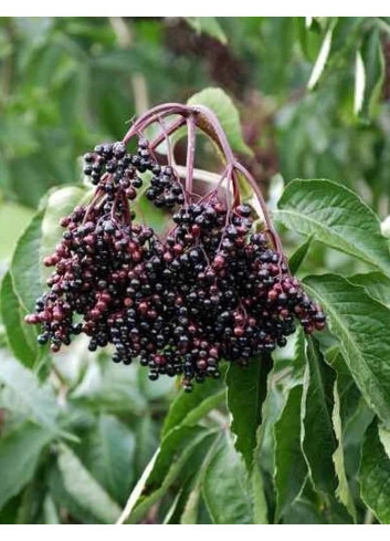 SAMBUCUS nigra HASCHBERG - Sureau noir