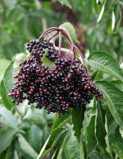 SAMBUCUS nigra HASCHBERG - Sureau noir