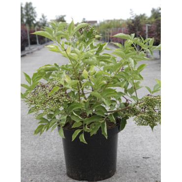 SAMBUCUS nigra HASCHBERG - Sureau noir En pot de 10-12 litres buisson hauteur 060-080 cm