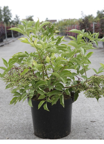 SAMBUCUS nigra HASCHBERG - Sureau noir En pot de 10-12 litres buisson hauteur 060-080 cm