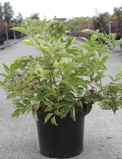SAMBUCUS nigra HASCHBERG - Sureau noir En pot de 10-12 litres buisson hauteur 060-080 cm