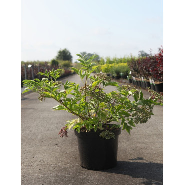 SAMBUCUS nigra HASCHBERG - Sureau noir En pot de 10-12 litres buisson hauteur 060-080 cm