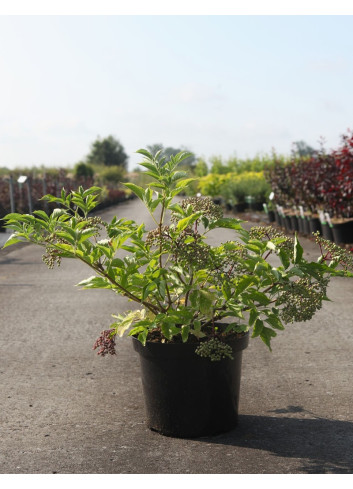 SAMBUCUS nigra HASCHBERG - Sureau noir En pot de 10-12 litres buisson hauteur 060-080 cm