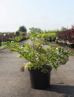 SAMBUCUS nigra HASCHBERG - Sureau noir En pot de 10-12 litres buisson hauteur 060-080 cm