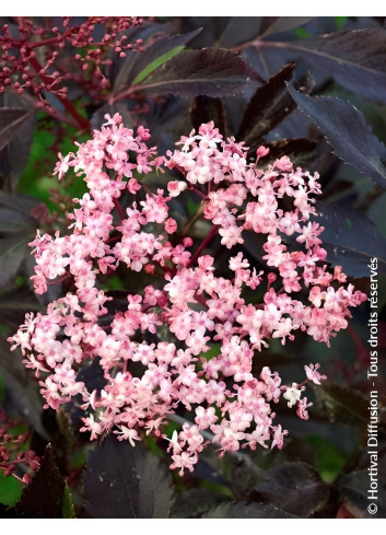 SAMBUCUS nigra BLACK BEAUTY - Sureau noir
