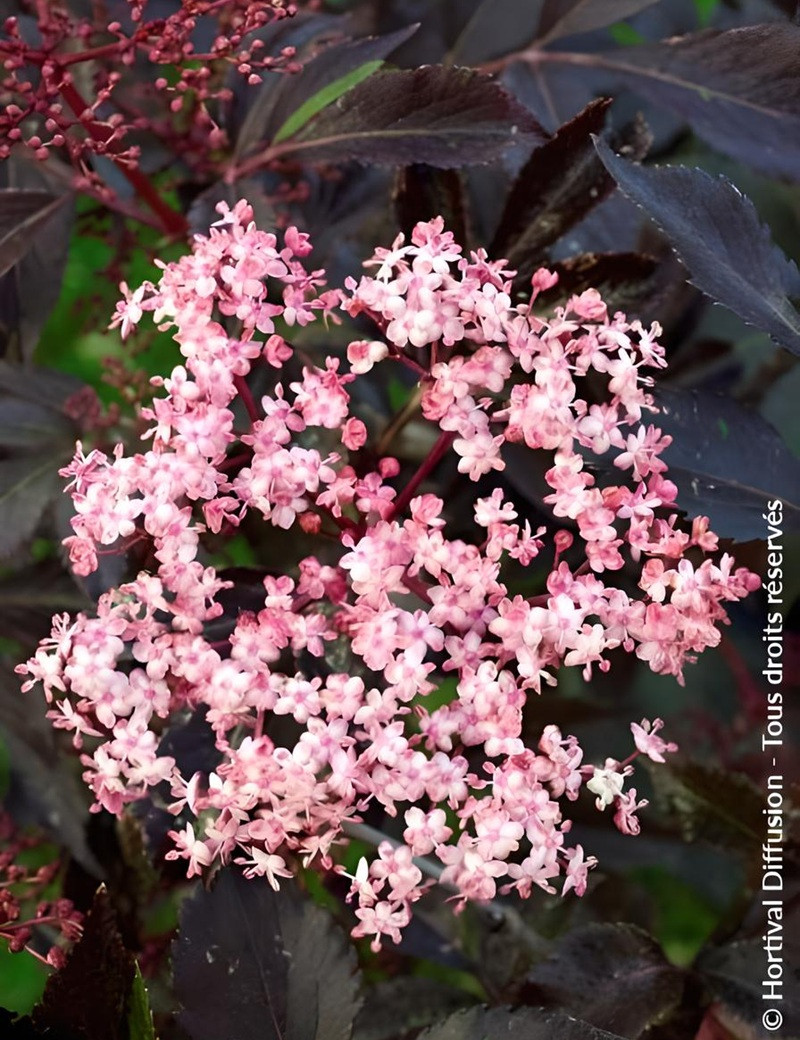 SAMBUCUS nigra BLACK BEAUTY - Sureau noir