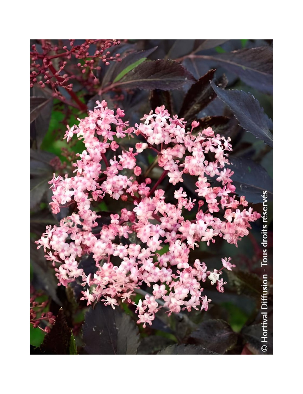 SAMBUCUS nigra BLACK BEAUTY - Sureau noir