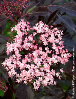 SAMBUCUS nigra BLACK BEAUTY - Sureau noir
