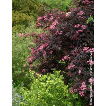 SAMBUCUS nigra BLACK BEAUTY - Sureau noir