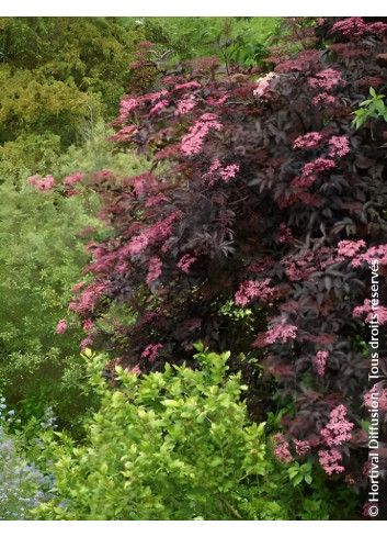 SAMBUCUS nigra BLACK BEAUTY - Sureau noir