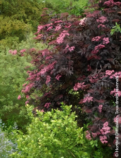 SAMBUCUS nigra BLACK BEAUTY - Sureau noir