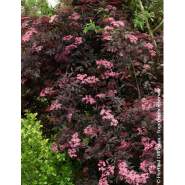 SAMBUCUS nigra BLACK BEAUTY - Sureau noir