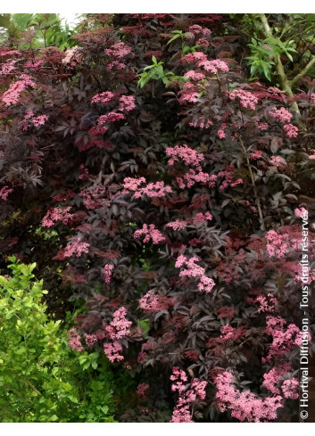 SAMBUCUS nigra BLACK BEAUTY - Sureau noir