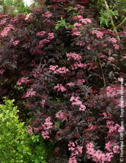 SAMBUCUS nigra BLACK BEAUTY - Sureau noir