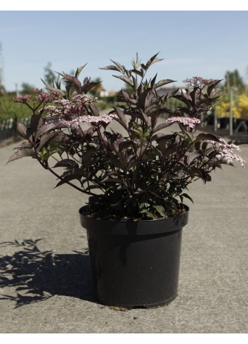 SAMBUCUS nigra BLACK BEAUTY - Sureau noir En pot de 10-12 litres buisson hauteur 060-080 cm
