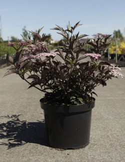 SAMBUCUS nigra BLACK BEAUTY - Sureau noir En pot de 10-12 litres buisson hauteur 060-080 cm