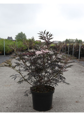 SAMBUCUS nigra BLACK BEAUTY - Sureau noir En pot de 10-12 litres buisson hauteur 060-080 cm