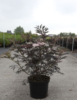 SAMBUCUS nigra BLACK BEAUTY - Sureau noir En pot de 10-12 litres buisson hauteur 060-080 cm